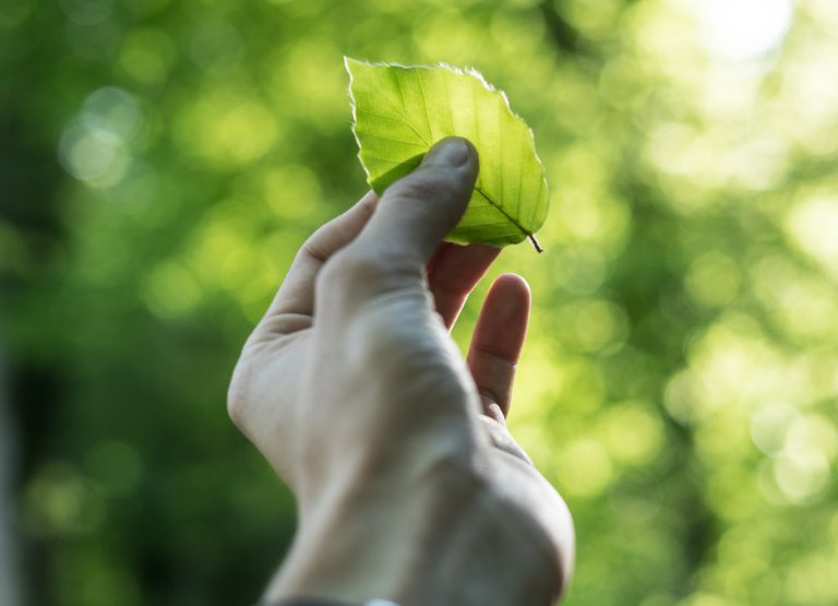 Das schlechte grüne Gewissen